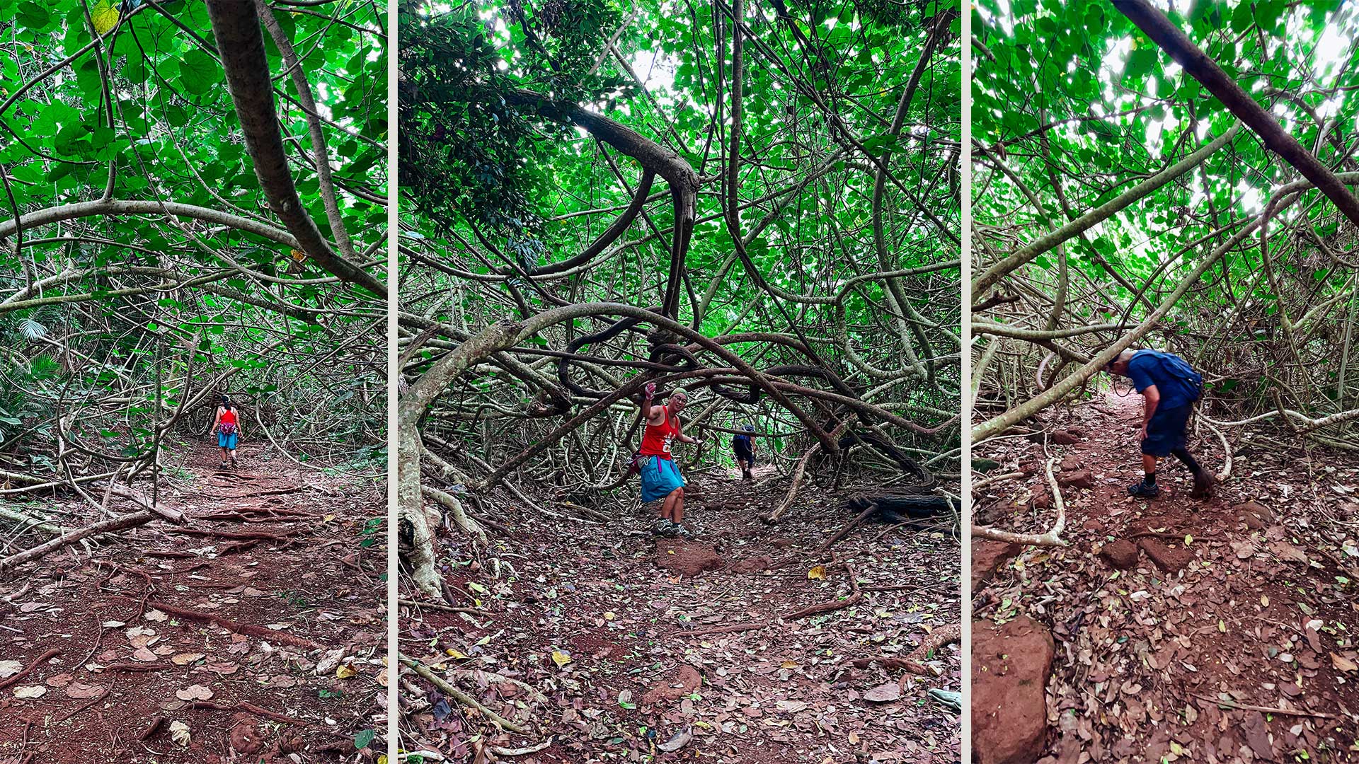 We call this section - the magical tree tunnels at Likeke Falls trail!