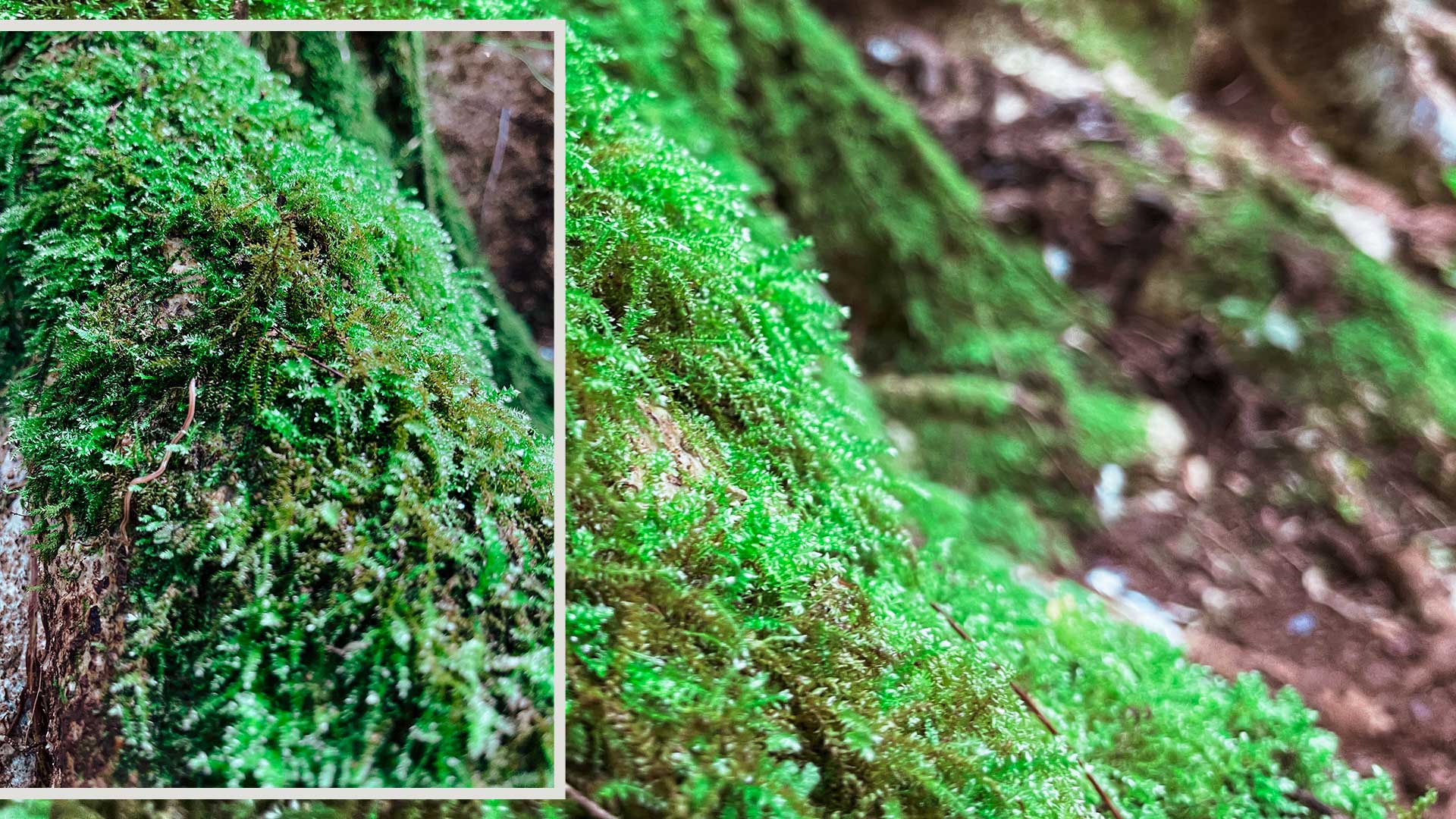 Just started hiking the Likeke Falls Trail and I feel like I've entered the Garden of Eden! This lush forest is giving me all the nature vibes.