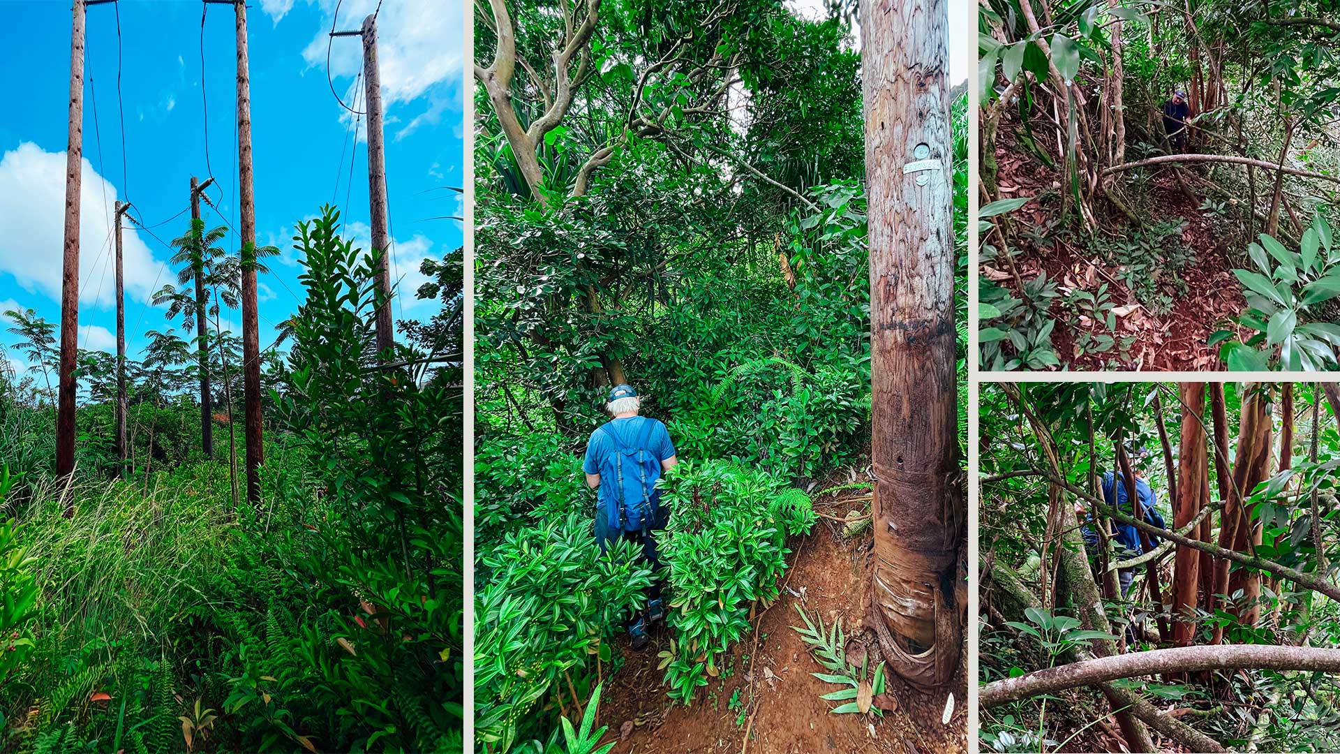 Just got lost in the wilderness, but hey, at least I'm getting my daily dose of cardio! Who needs a gym when you can hike through a rainforest?